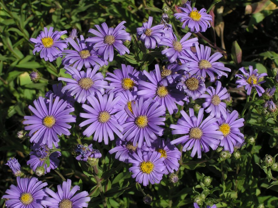 Астра многолетняя кустарниковая (Aster dumosus)