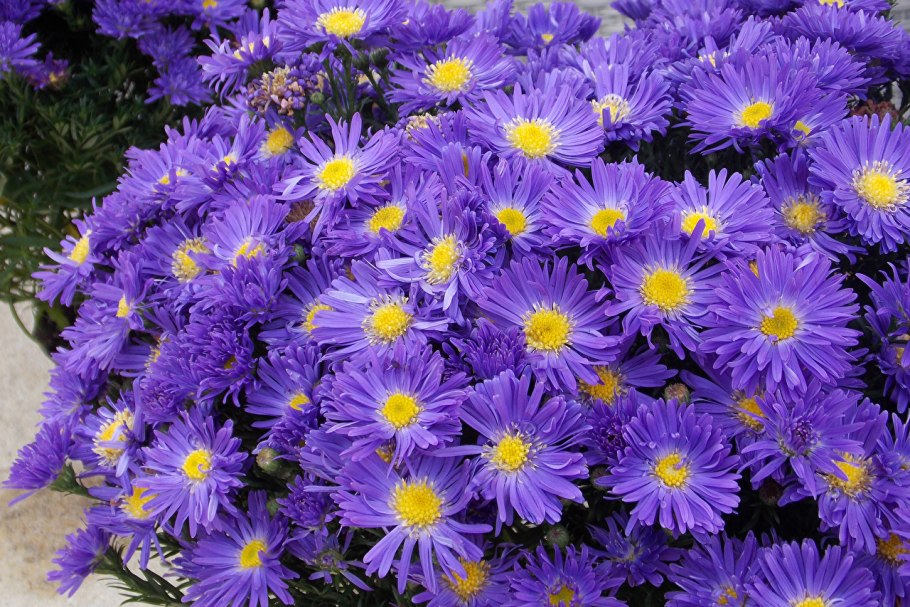Астра кустарниковая фиолет
