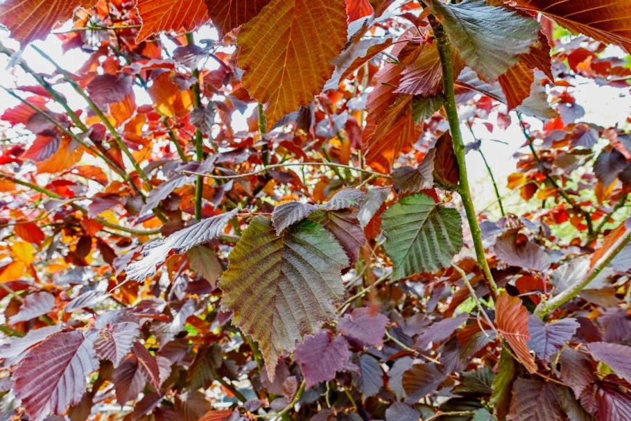 Лещина Ауреа