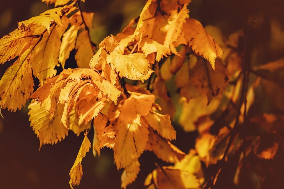 Орешник лещина весной