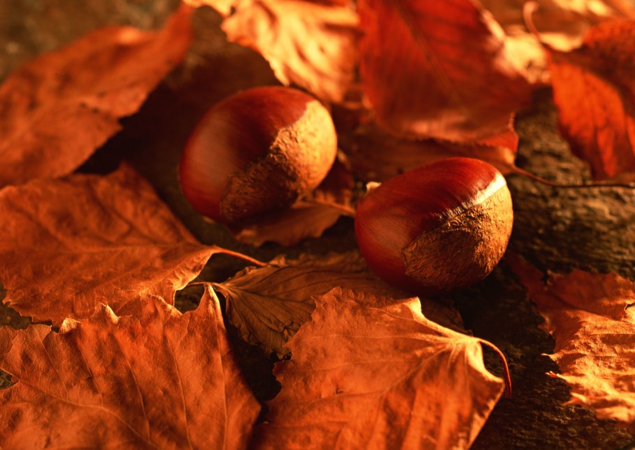 Вяз шершавый плоды