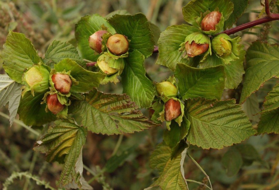 Фундук и Лесной орех дерево