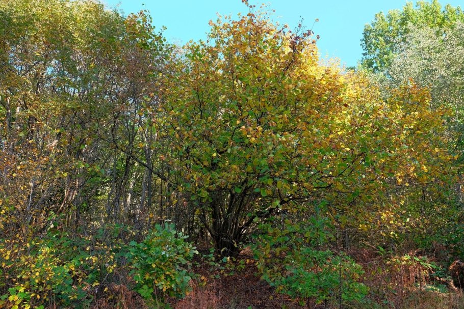 Лещина обыкновенная осень