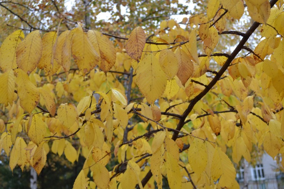 Лещина обыкновенная осень