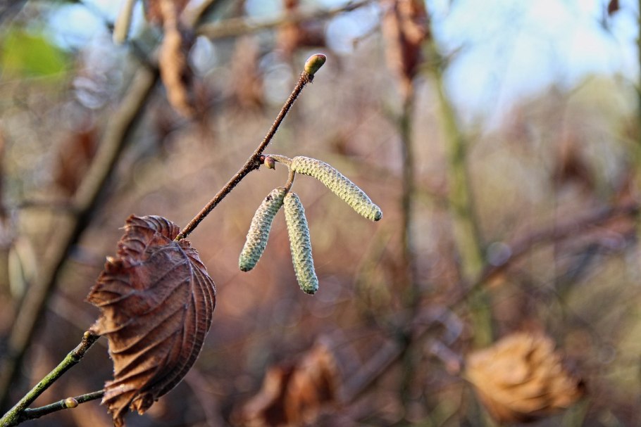 Каштан орех