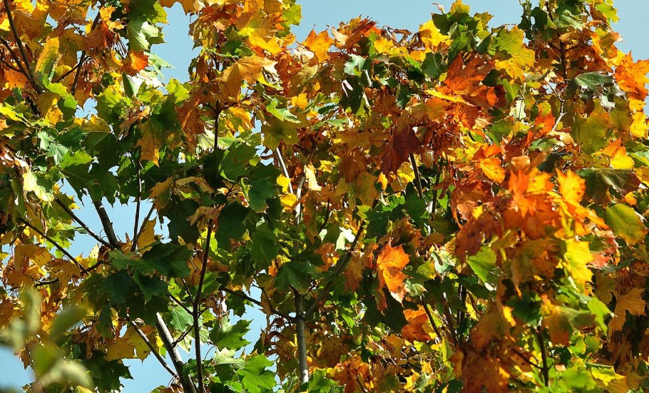 Лещина дуболистная