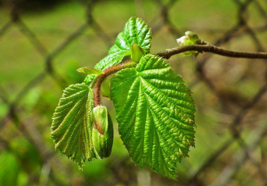Орешник лещина дерево