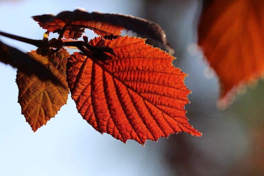 Листья ольхи осенью