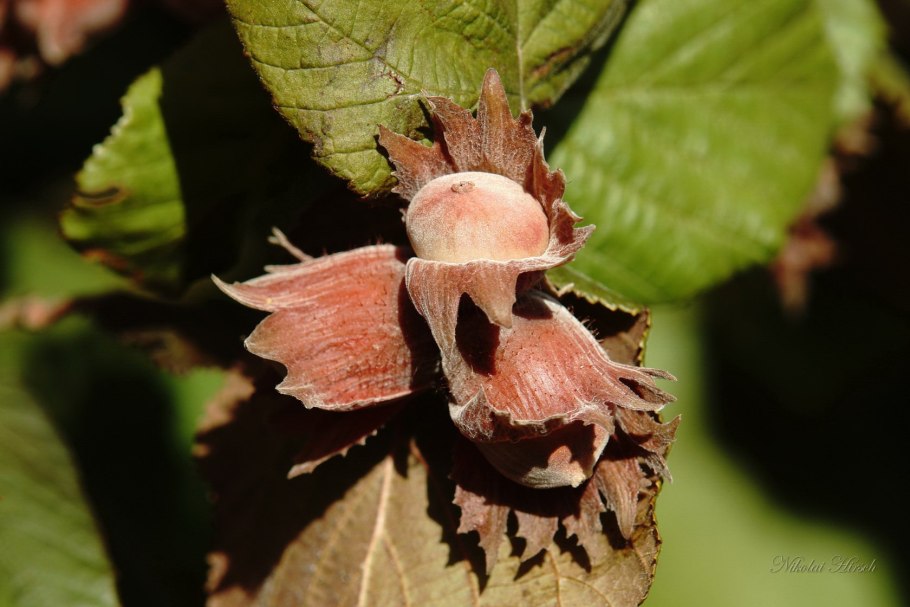 Каштан Марони