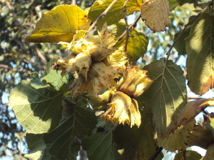Corylus maxima purpurea