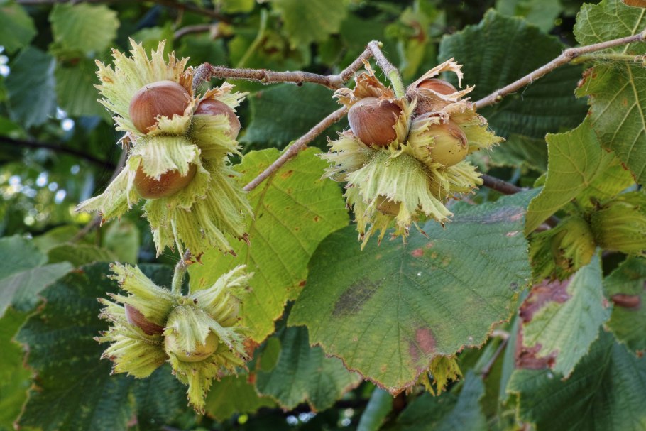 Лещина разнолистная - Corylus heterophylla