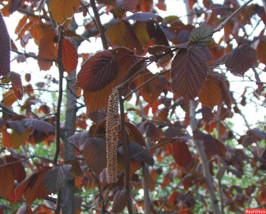 Листья каштана и ореха