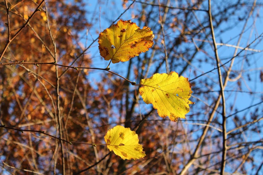 Фундук дерево