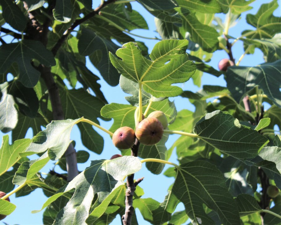 Инжир Адлер дерево