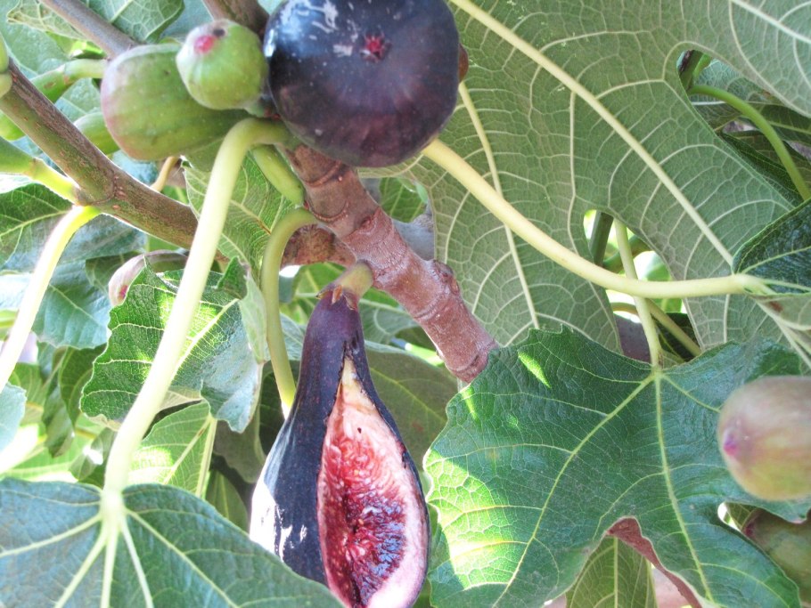 Инжир Браун Туркей листья
