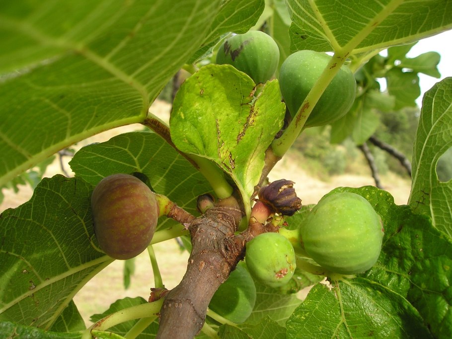 Ficus carica дерево