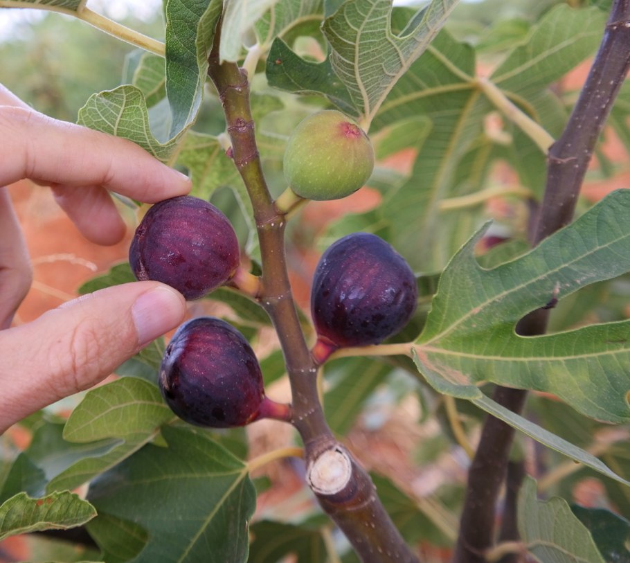 Инжир Violette de Bordeaux