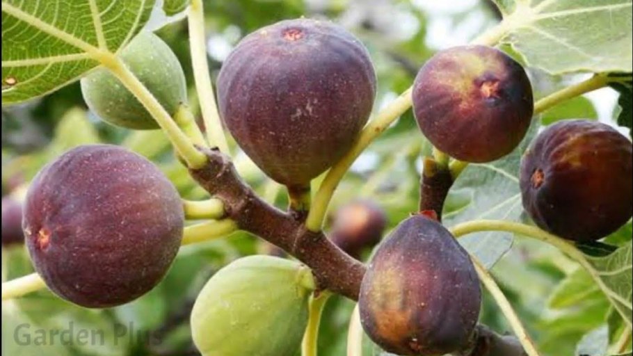 Фиговое дерево Австралия