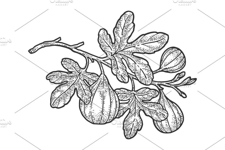 Сикомора дерево