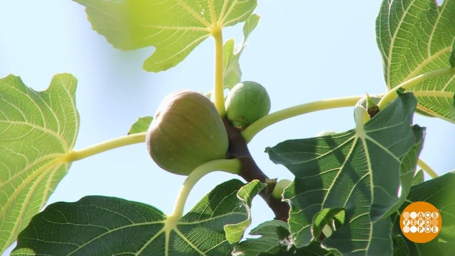 Иллюстрация дерева инжир