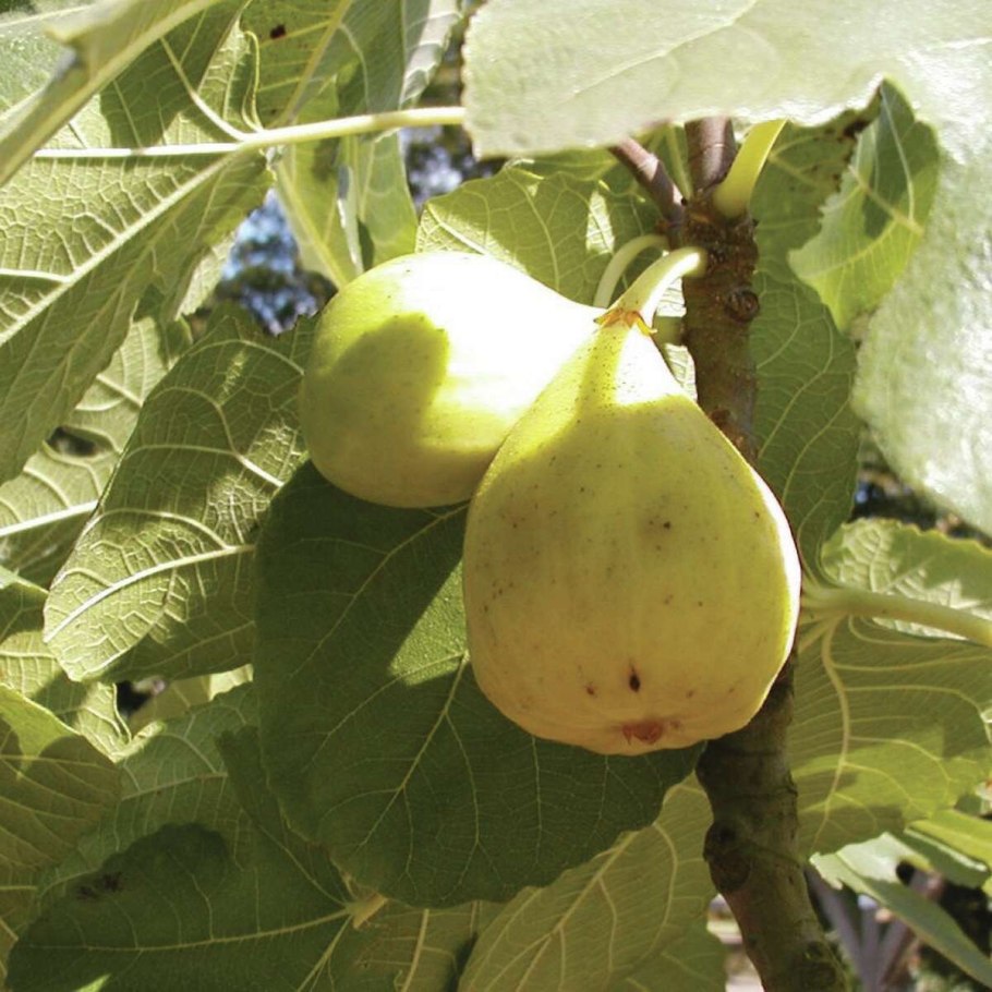 Переспевший инжир