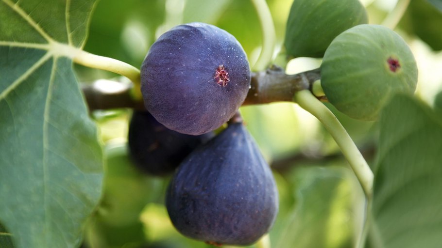 Инжир Монако дерево