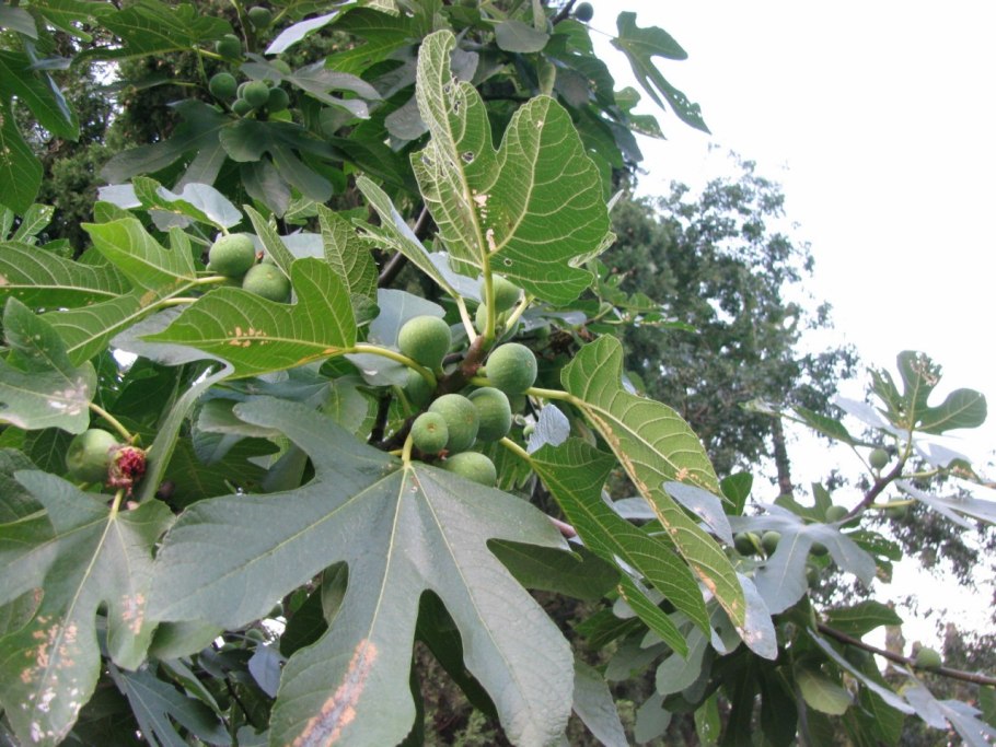 Инжир вектор стилизованный