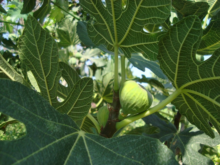 Фикус Карика в природе