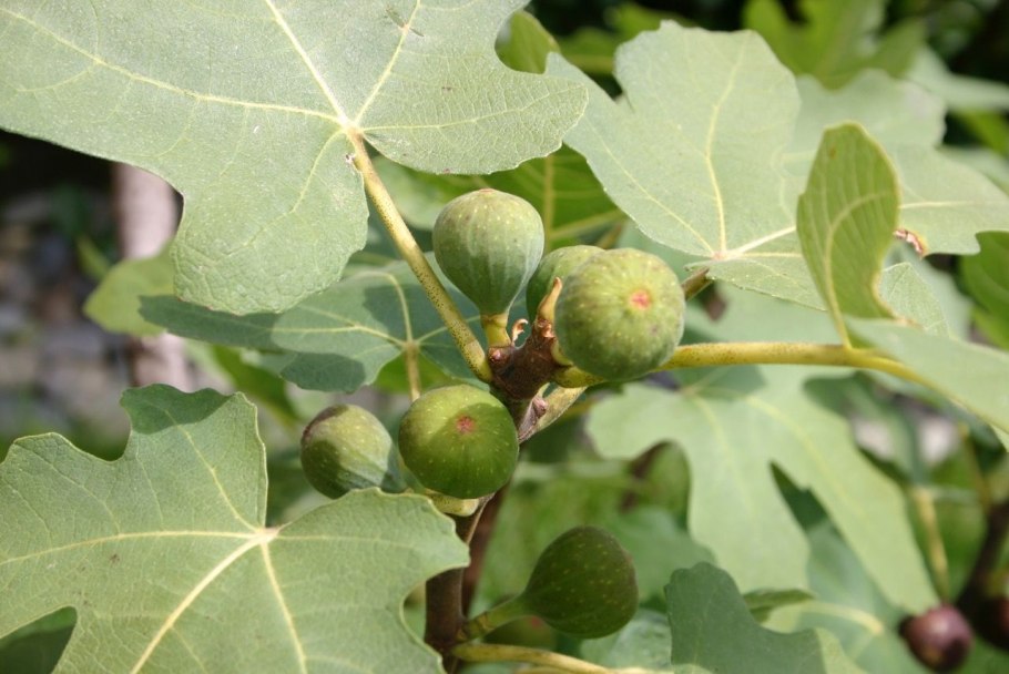 Жизненный цикл инжира