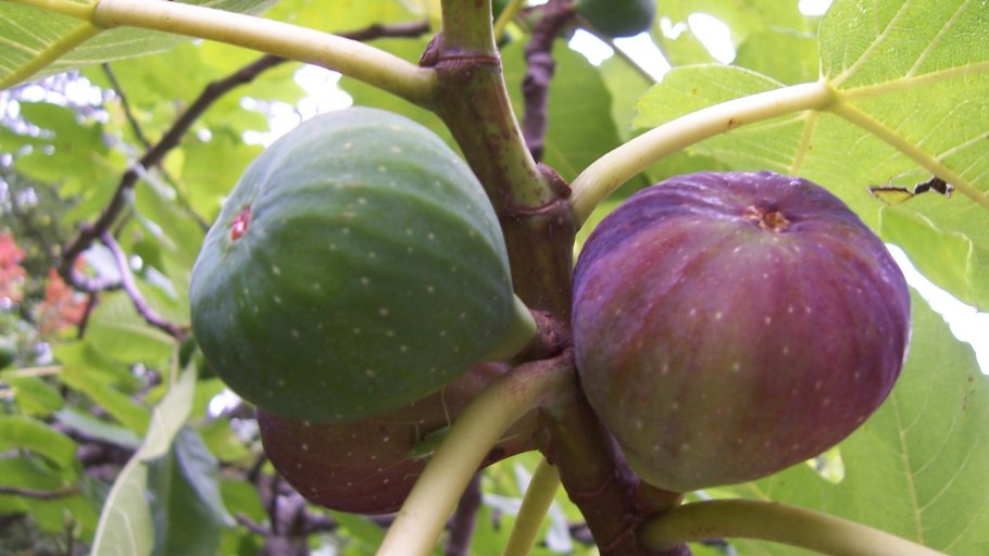 Ветвь инжира иллюстрация