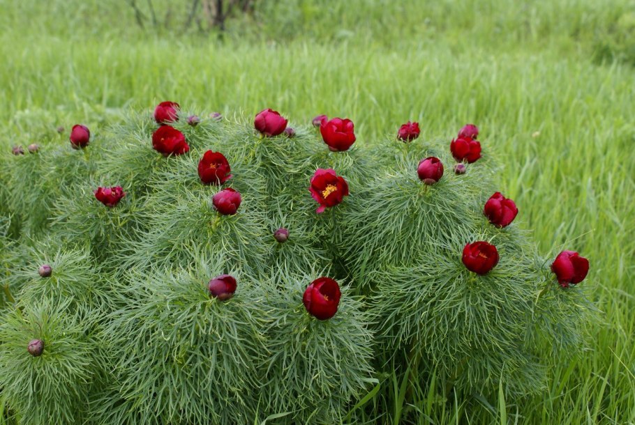 Пион узколистный или Воронец