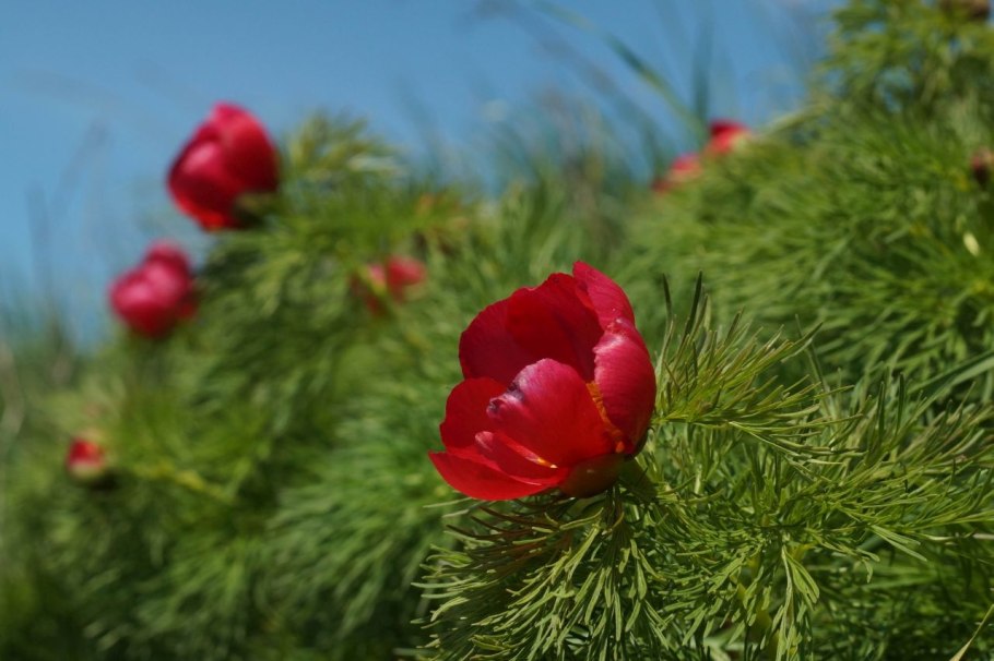 Пион тонколистный махровый