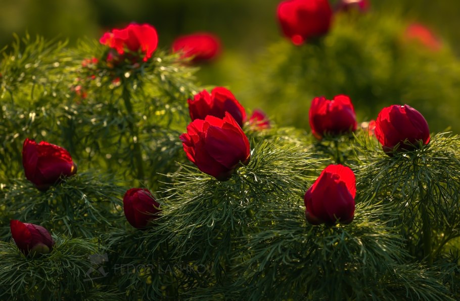 Пион тонколистный Воронец