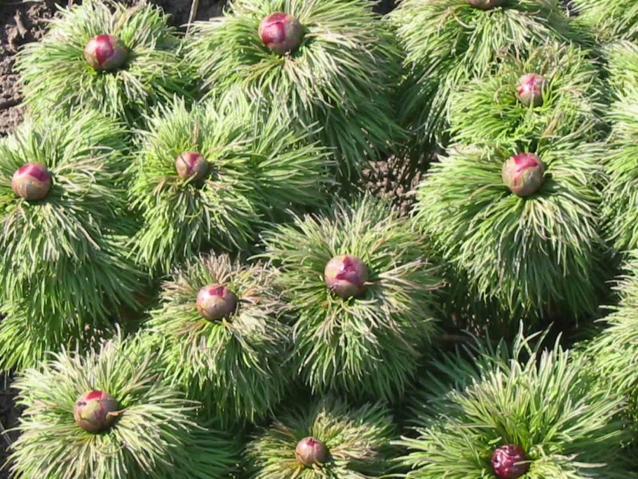 Пион тонколистный (ООПТ)