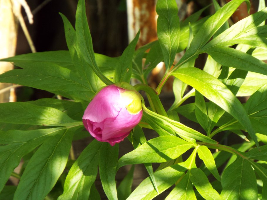 Пион узколистный махровый