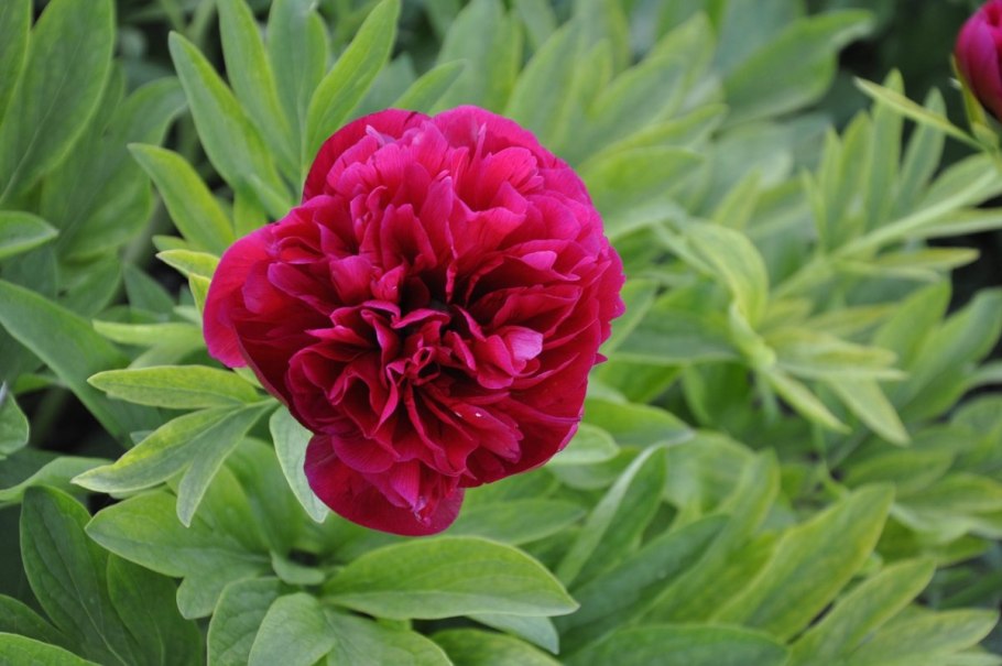 Пион узколистный