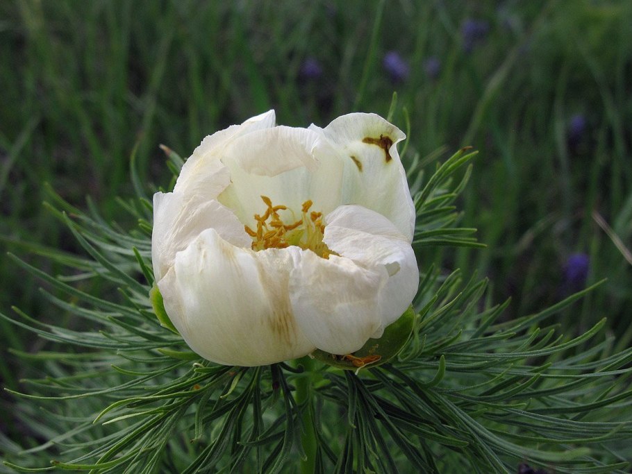 Лохмачи цветы Ставропольском крае жёлтые и красные