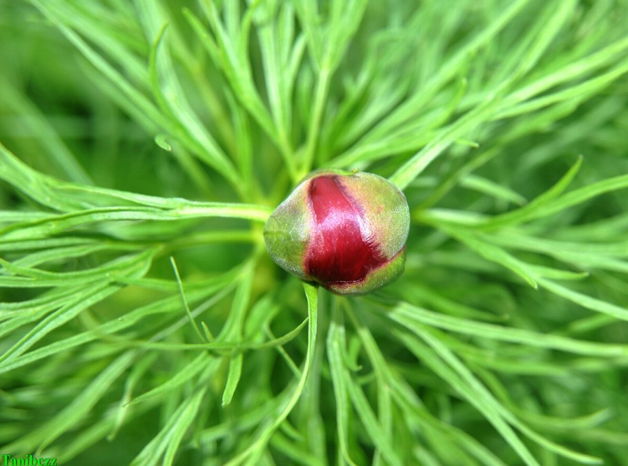 Пион тонколистный махровый