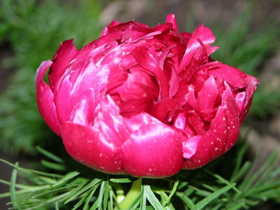 Пион тонколистный махровый