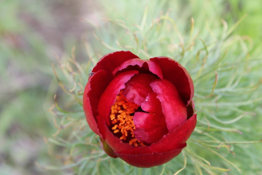 Пион тонколистный дикий