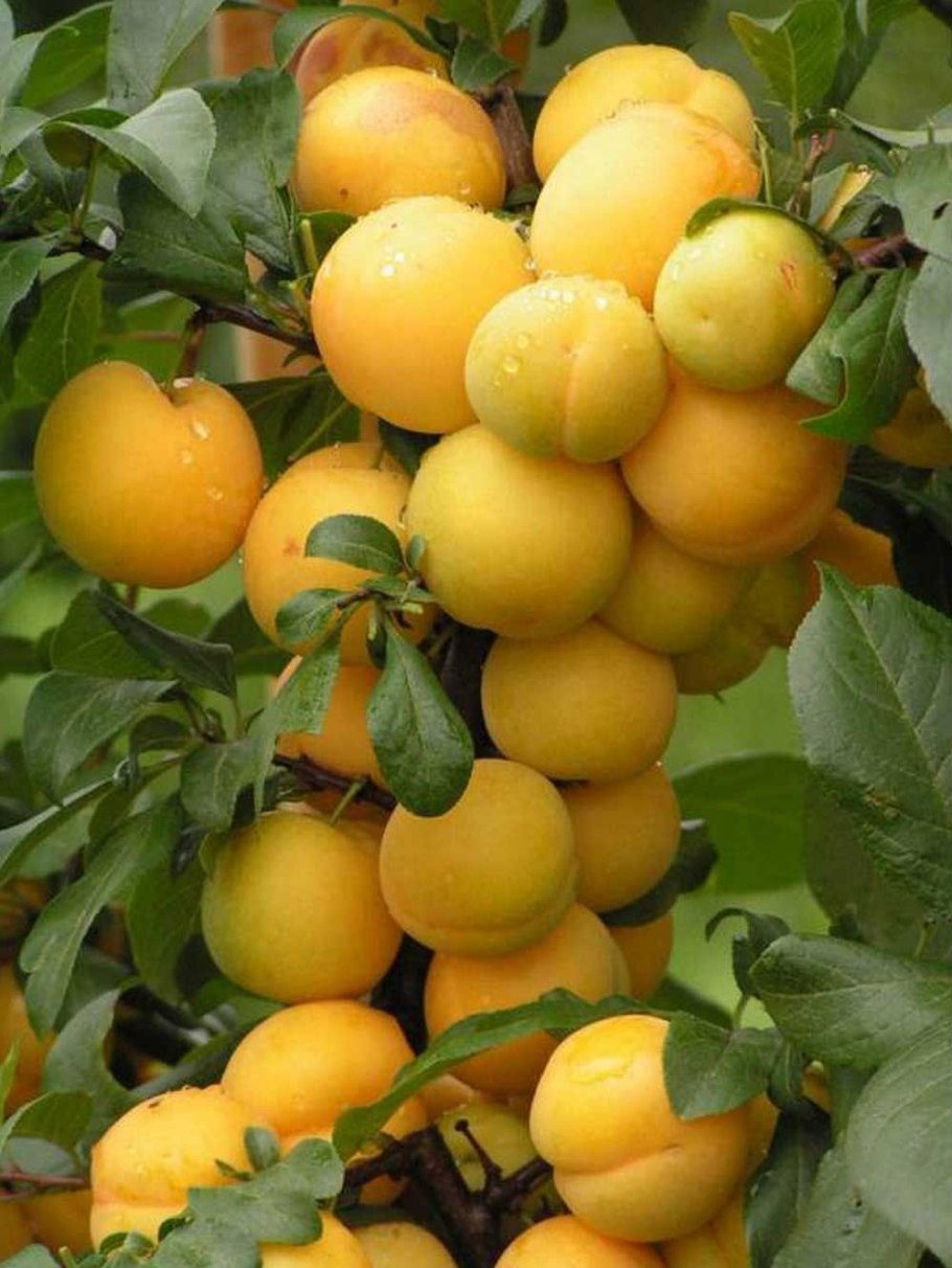 Алыча Мирабель колоновидная