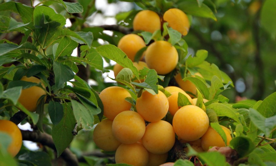 Алыча сонейко