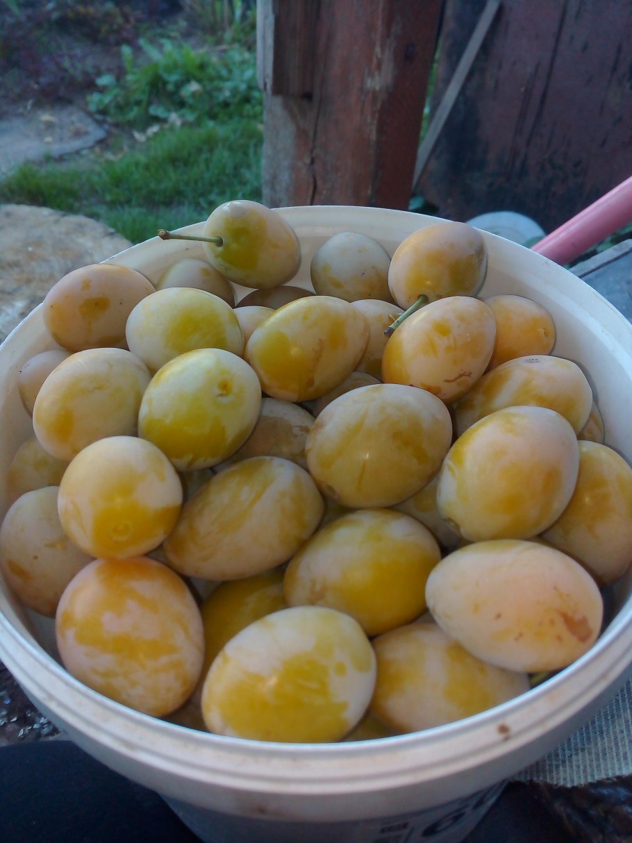 Алыча белая медовая