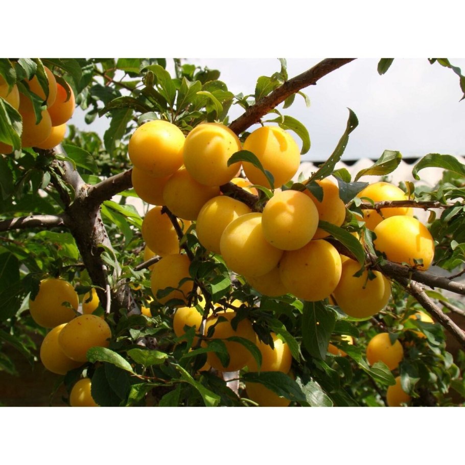 Саженец сорт алыча Гек