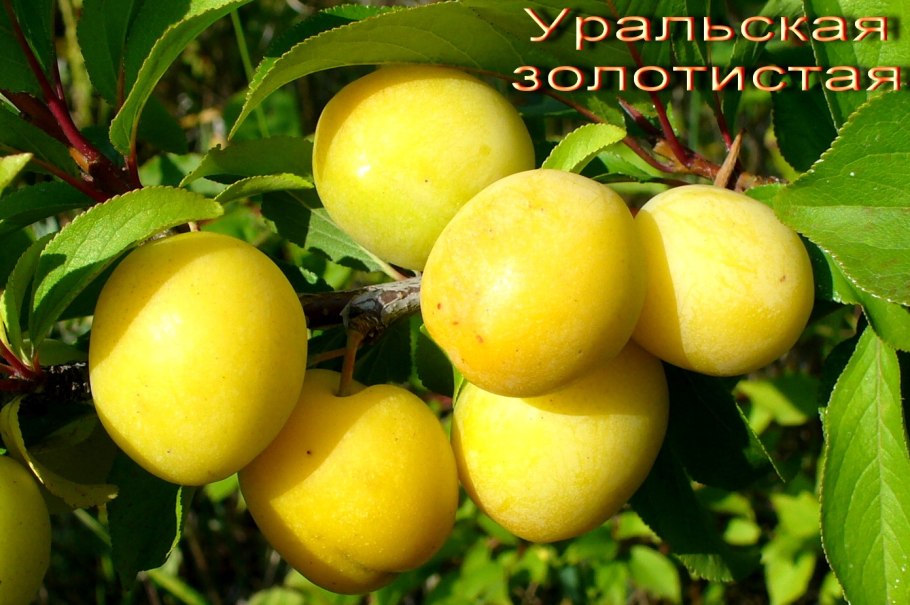 Слива Уральская желтая