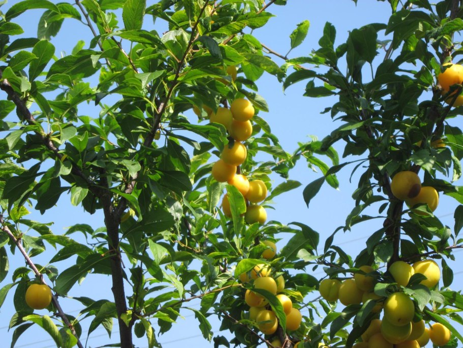 Алыча Янтарная