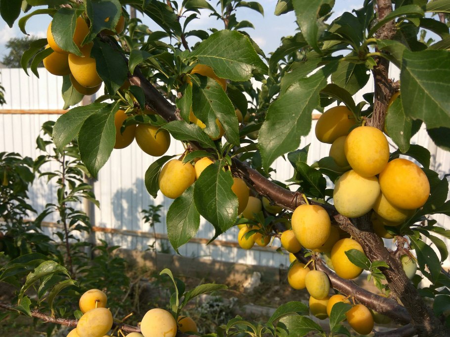 Слива колоновидная желтая медовая