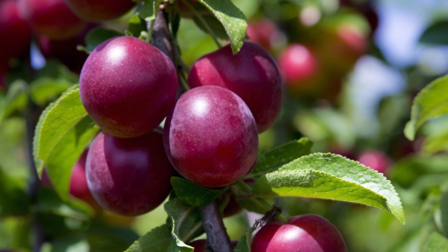 Алыча Несмеяна