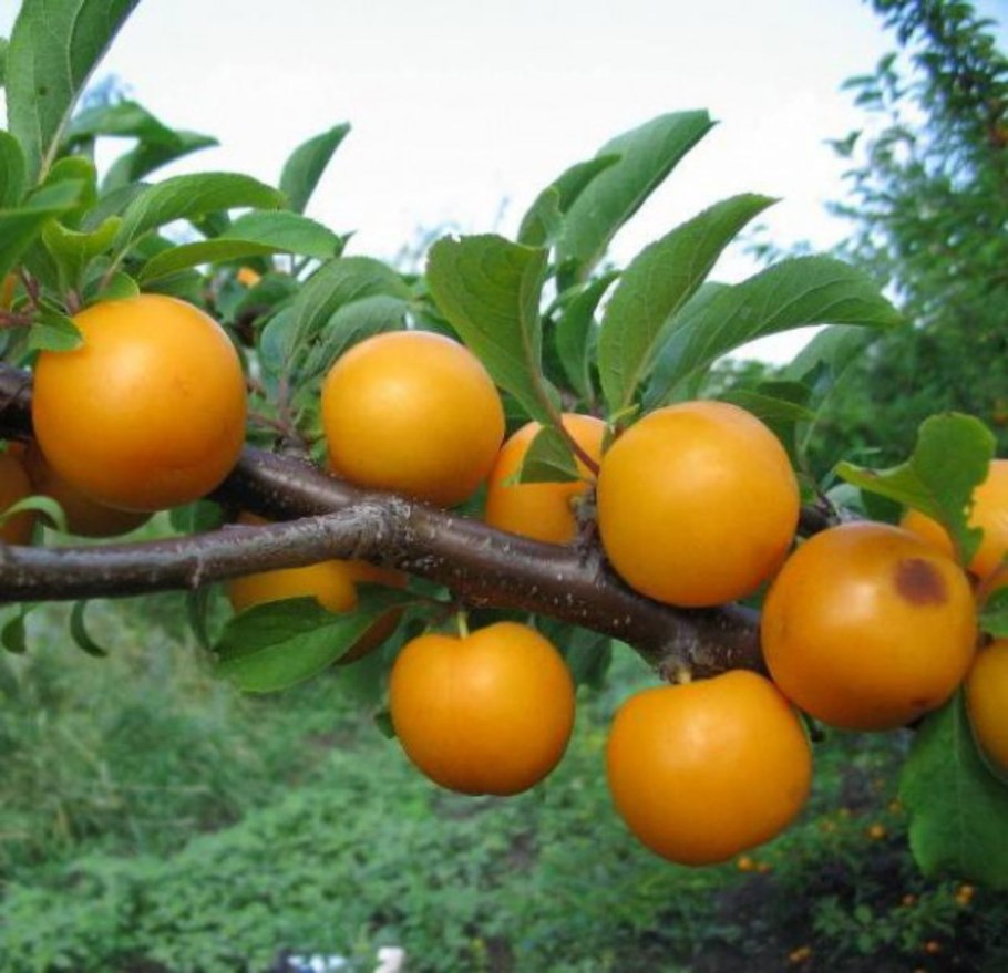 Сорт алычи Мара