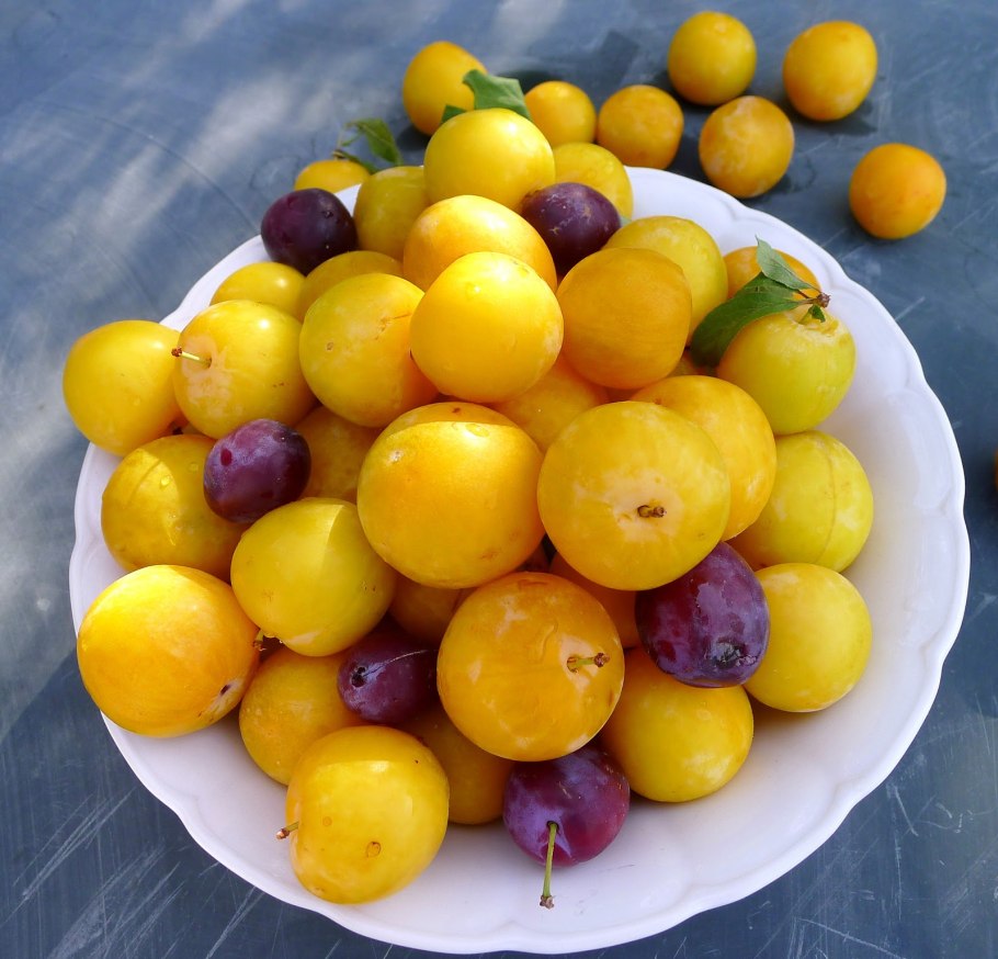 Слива сорт желтая Хопты